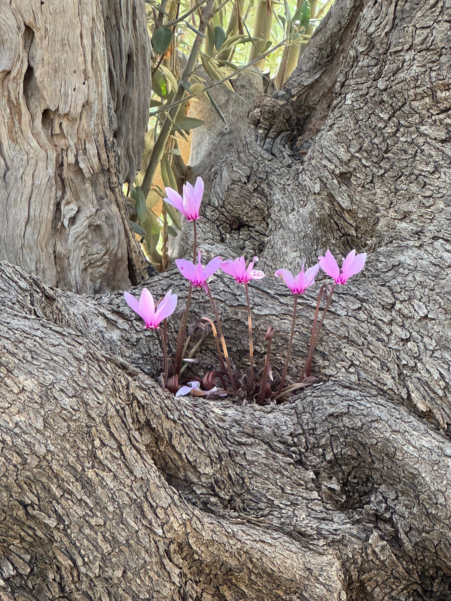 Italienreise – weitere Impressionen (9)