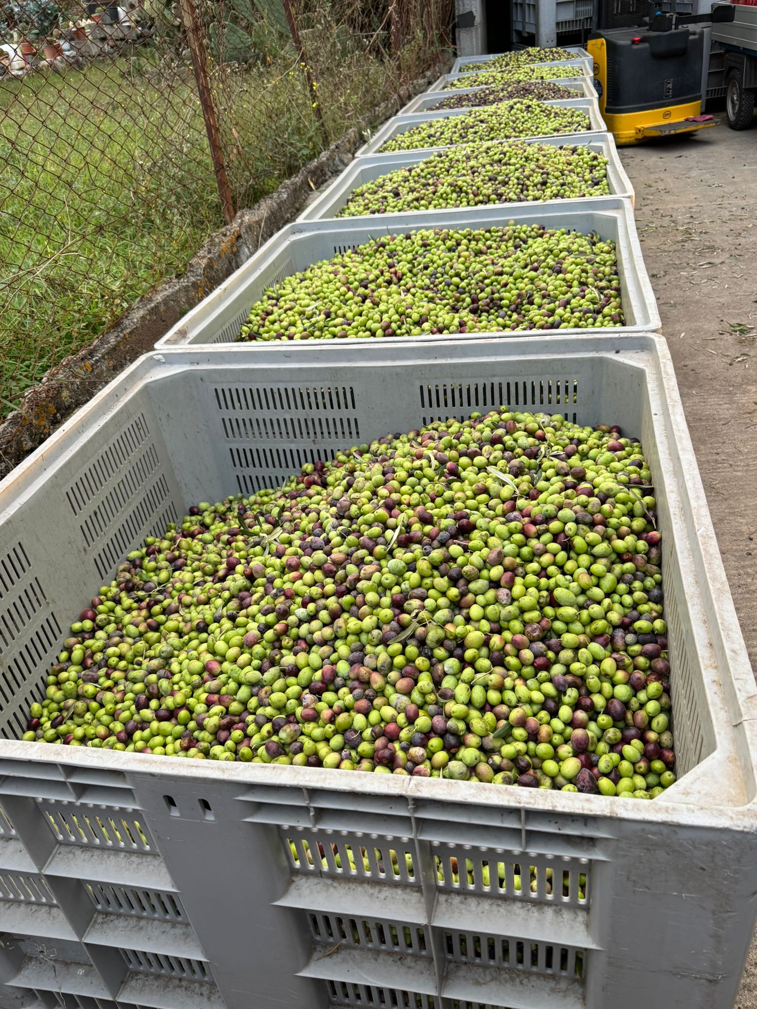 Olivenernte in Italien: Kisten mit frischen Oliven – Tradition und Handwerk